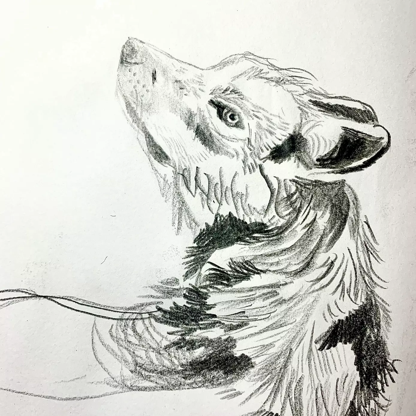 pencil drawing of a wolf 